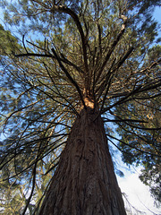 Giant Redwood at my local arboretum