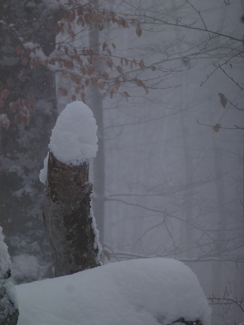 20150131 Raquettes Vercors La Goulandiere (98) al