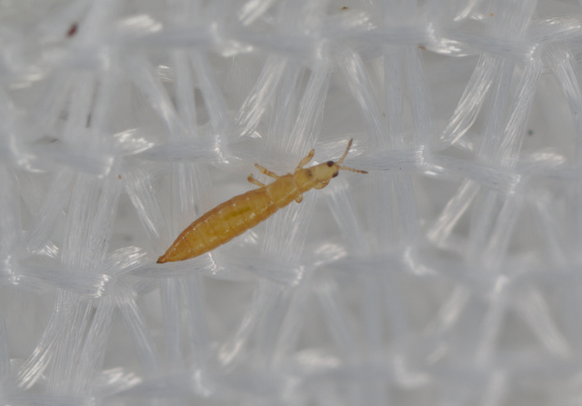 EF7A9803larva