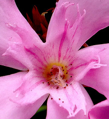 Laurier rose.