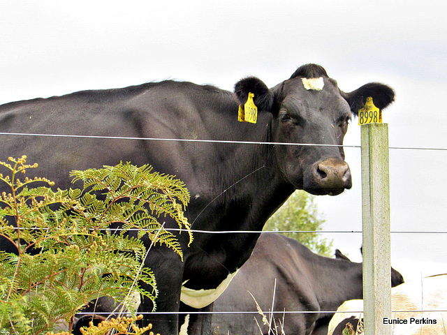 Cow Staring At Me