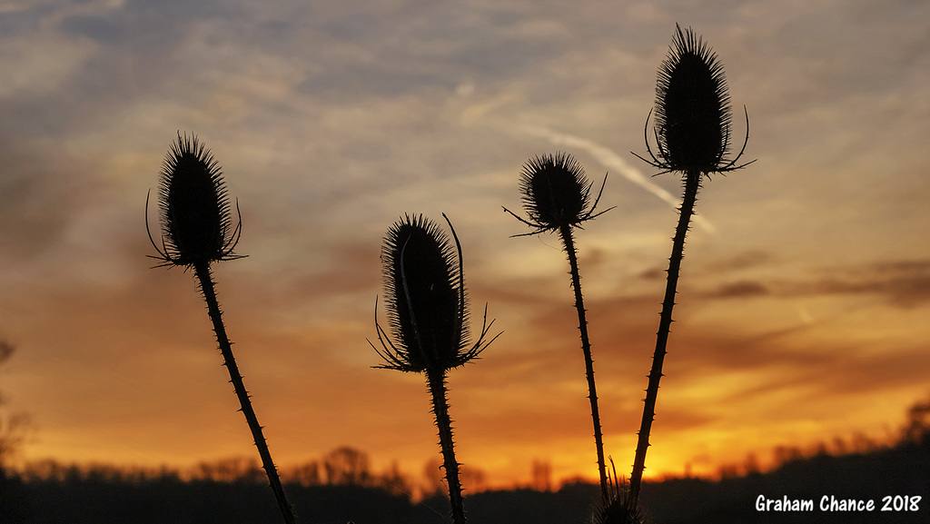 Teasel