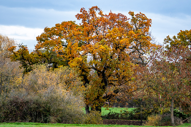 Autumn colours10