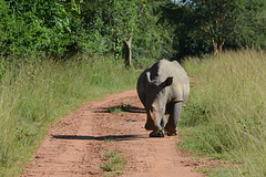 Uganda, Ziwa Rhino Sanctuary, White Rhino on the Road