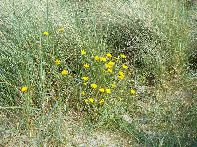 shs - yellow ? Hawkweed ?