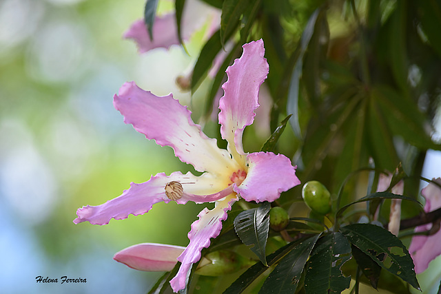 Ceiba speciosa