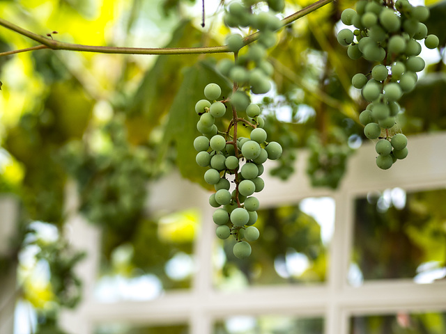 Our Backyard Vineyard.