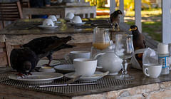 A pair of Myna wait for the pigeons