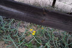 Glebionis coronaria under fence