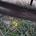 Glebionis coronaria under fence