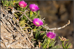 An der Kante An der Kante