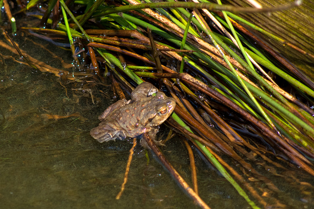 Toad