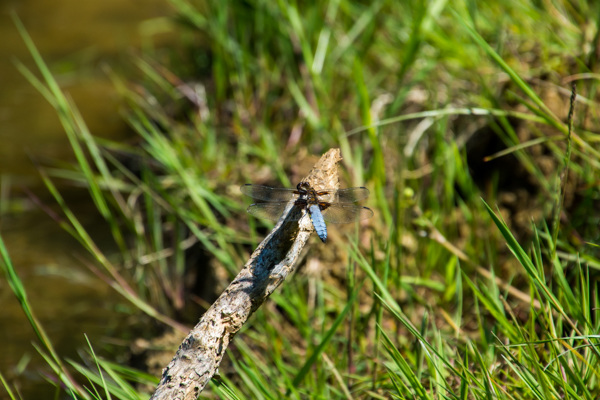 Broad-bodied Chaser - DSA 0426