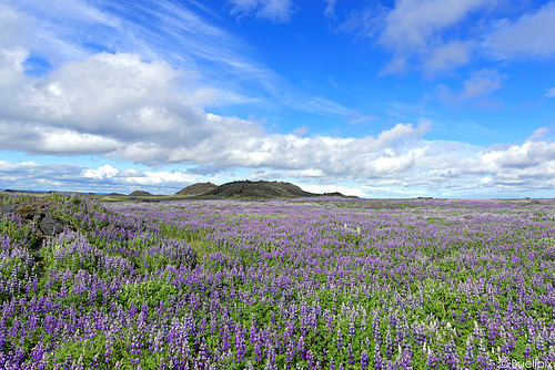 Lupinen - häufige Begleiter neben der Strasse (© Buelipix)