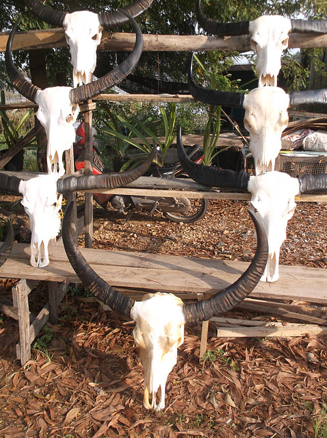 Cornes et crânes / Horns and skulls