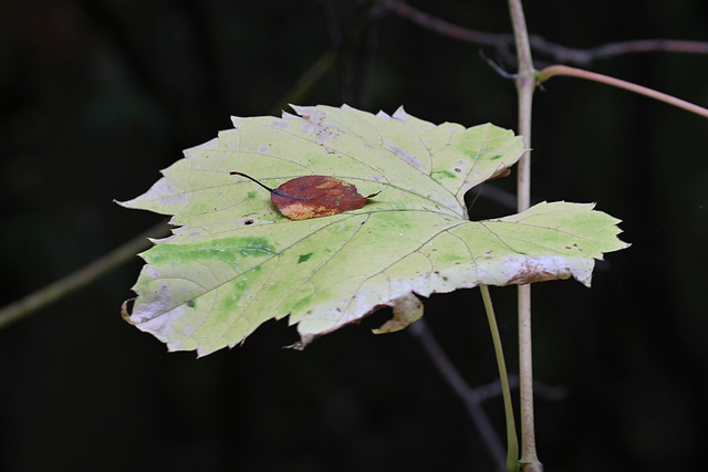 les feuilles mortes....