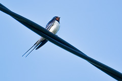 Bird on a wire.