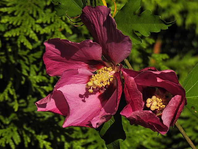 20210825 2557CPw [D~LIP] Straucheibisch (Hibiscus syriacua), Bad Salzuflen