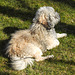 20220312 0335CPw [D~MI] Yoshi, Hundewiese, Hille