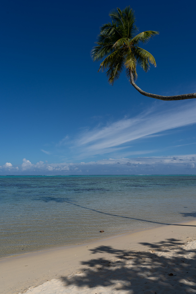 Moorea Beach Lodge's palm hangs over the ocean as a coconut floats by