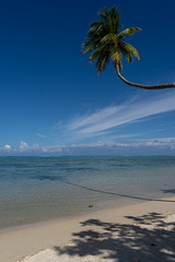 Moorea Beach Lodge's palm hangs over the ocean as a coconut floats by