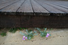 Malcolmia littorea under the boardwalk