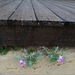 Malcolmia littorea under the boardwalk