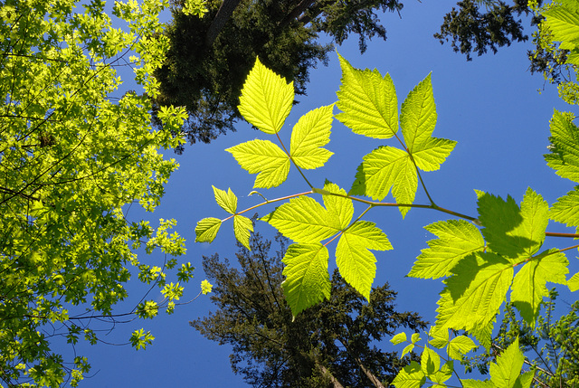 Leaf Up