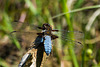 Broad-bodied Chaser - DSA 0428