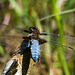Broad-bodied Chaser - DSA 0428