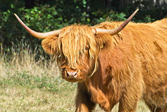 Muckle Coo