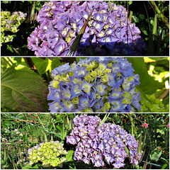 la saison des hortensias est arrivée,