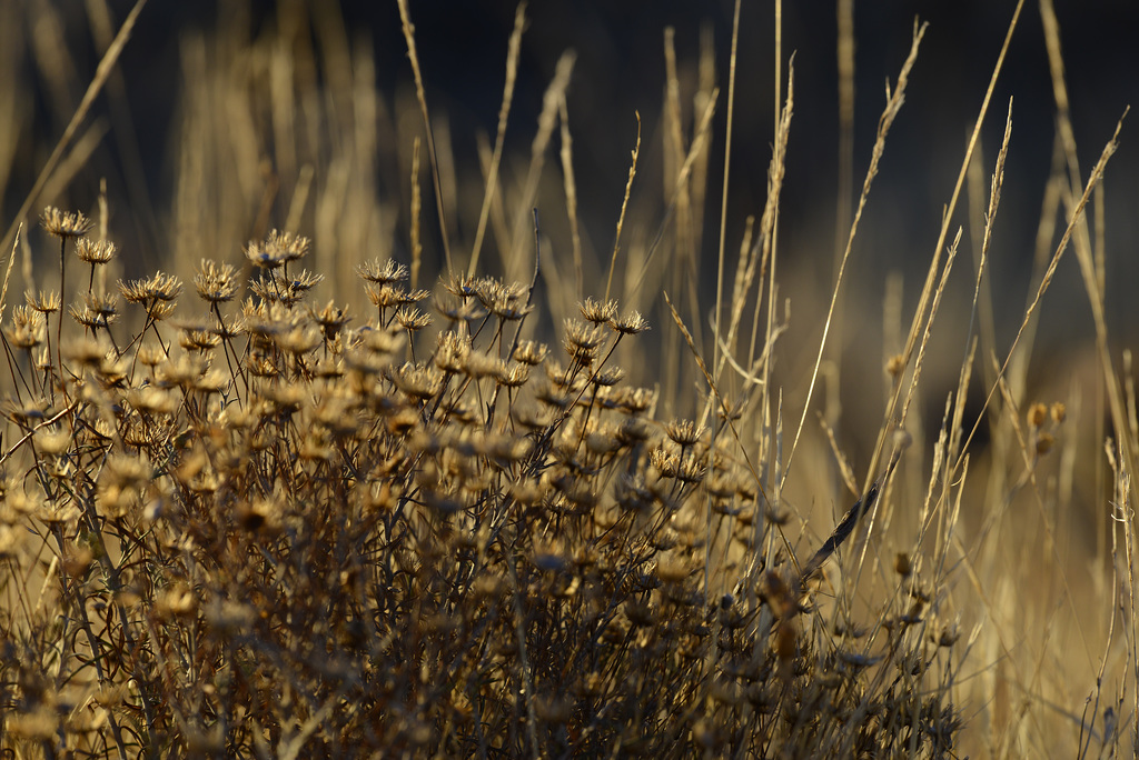 Thirsty Land Poetry