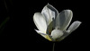 Première tulipe