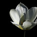 Première tulipe