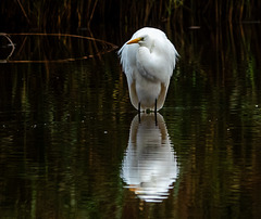 Great white egret Great white egret