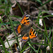 Small Tortoiseshell