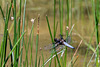 Broad-bodied Chaser - DSA 0436
