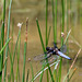 Broad-bodied Chaser - DSA 0436