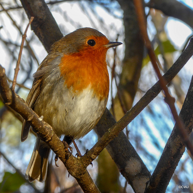 Robin sunning himself