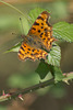 Comma Butterfly