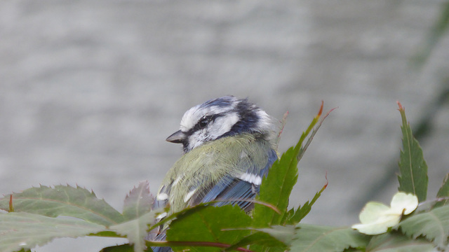 Junge Blaumeise 1