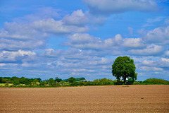 Westerly wind