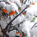 #10 Paolo Tanino-un albero di arance mature sepolto dalla neve-1st-8 Points