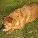 20220312 0339CPw [D~MI] Shiba, Hundewiese, Hille