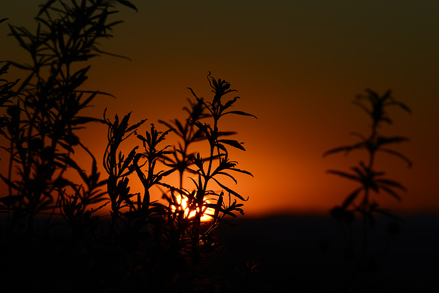 Sunrising on Thirsty Land