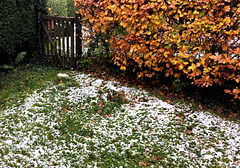 HFF - Neige au jardin