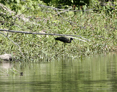 ibis falcinelle / glossy ibis