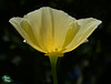 51/366: Creamy California Poppy