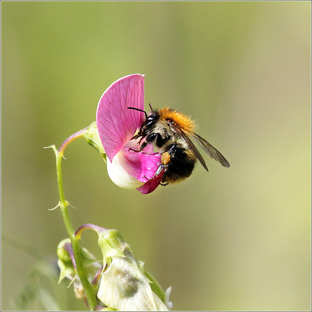 Bourdon gourmand